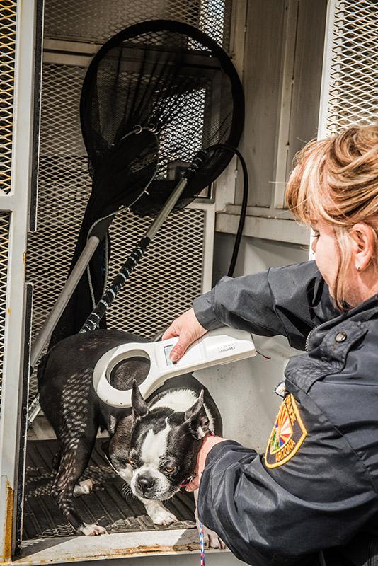 Animal Control officer working with little dog