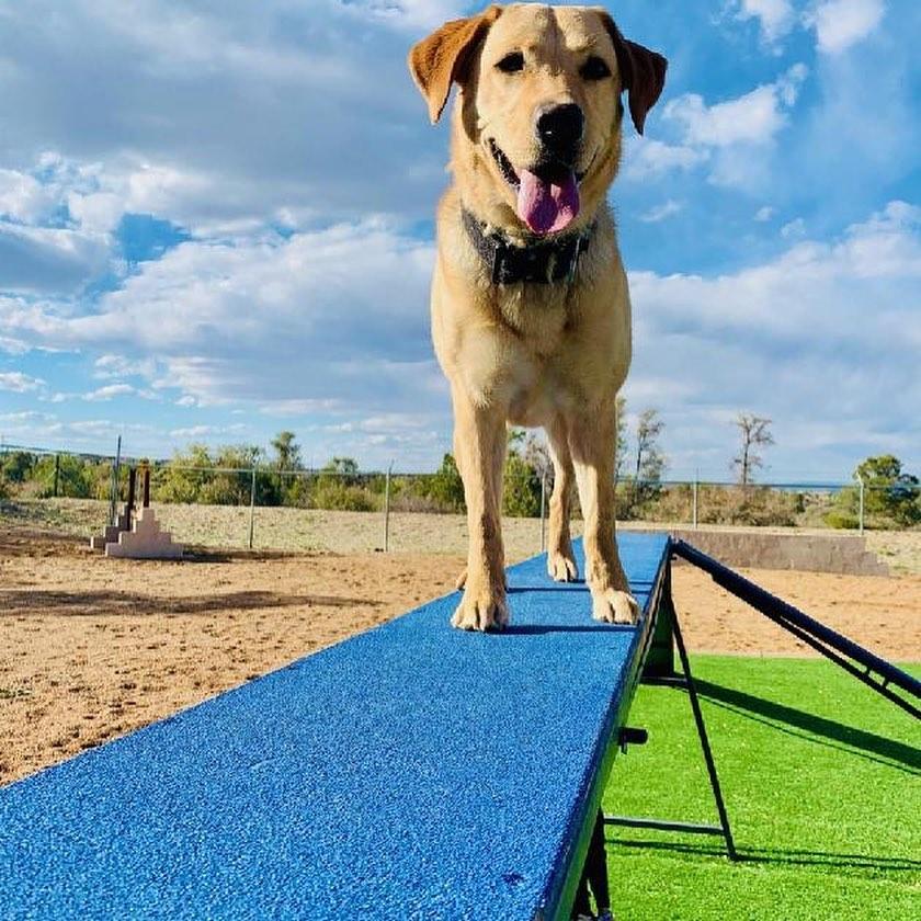 Benny K9 at the Training Center