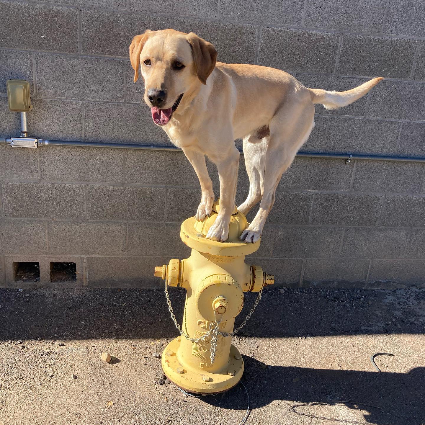 Cooper K9 on Fire Hydrant